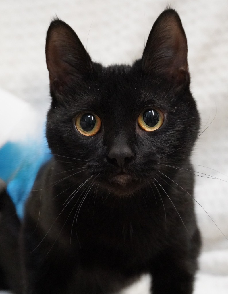 Nora