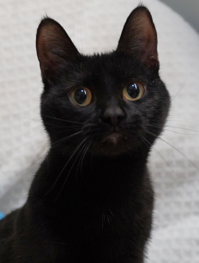 Nora