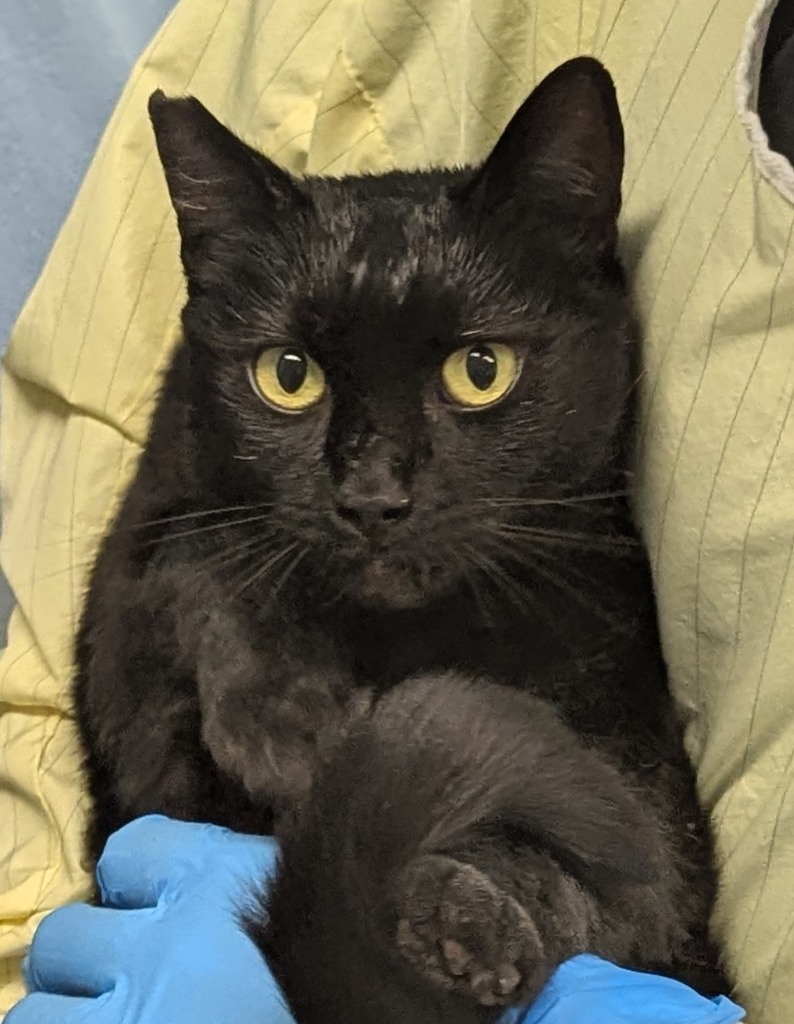 Licorice