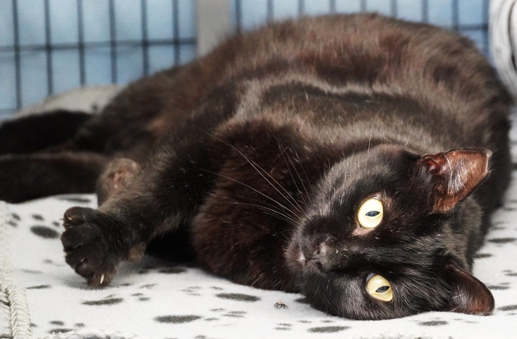 Licorice