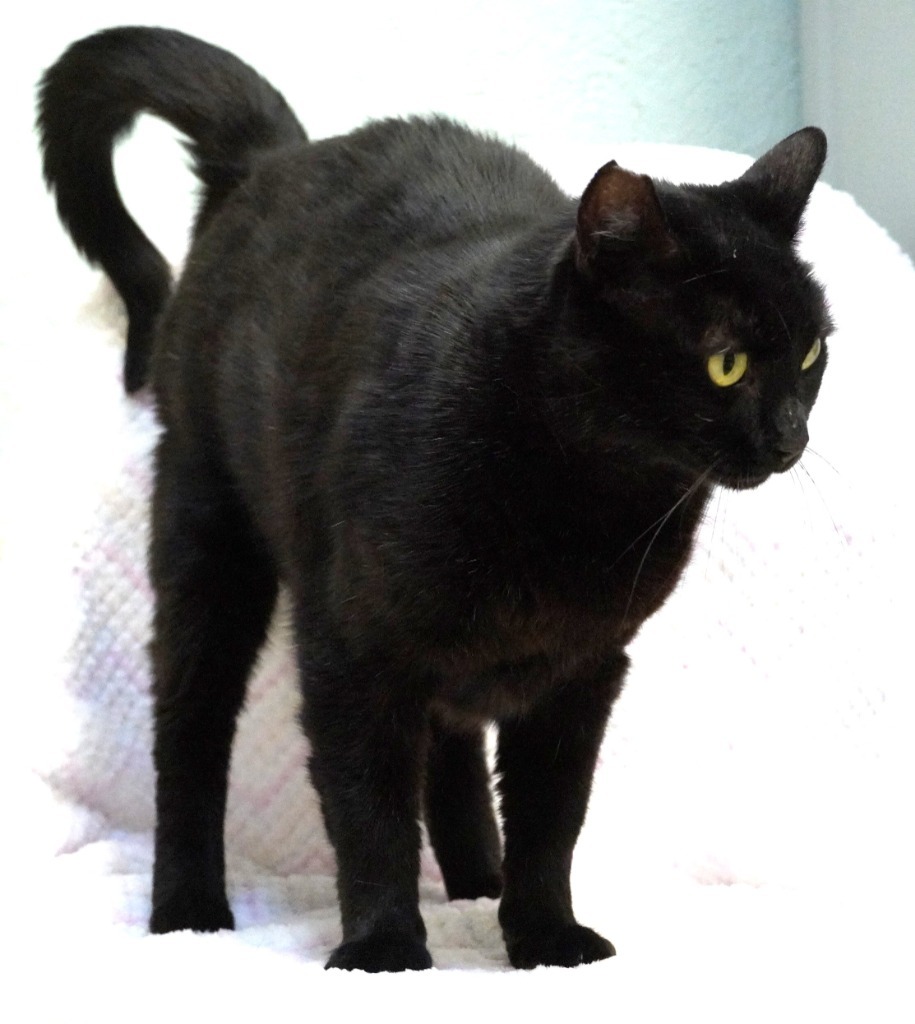 Licorice