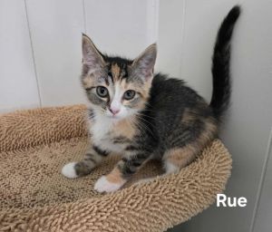 Rue