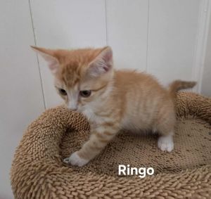 Ringo