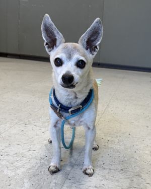 Tiny, Senior Male unknown