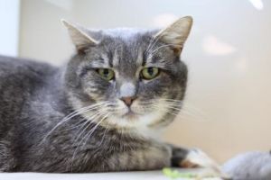 Stewie Domestic Short Hair Cat