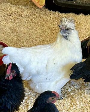 Lola, Adult Female unknown