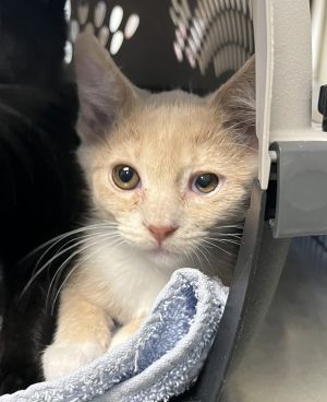 Primary Color Cream Tabby Weight 2375lbs Age 0yrs 0mths 12wks Animal has been Neutered