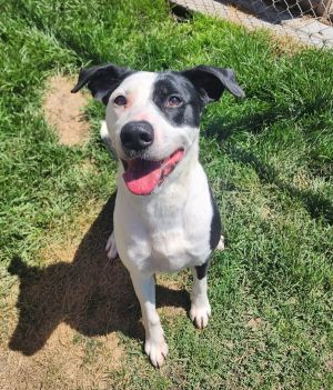 Primary Color White Secondary Color Black Weight 63lbs