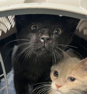 Primary Color Black Weight 25625lbs Animal has been Neutered