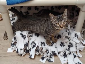Mercury Domestic Short Hair Cat