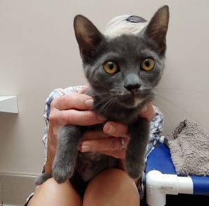 Luna Domestic Short Hair Cat