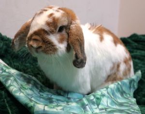 Nova, Adult Male unknown