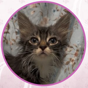 Jelly Bean, Baby Female unknown
