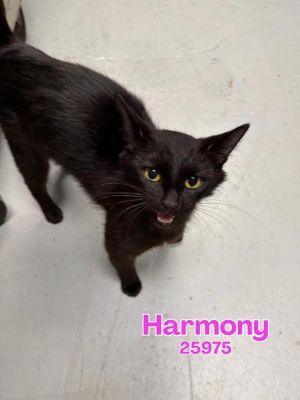 Harmony Domestic Medium Hair Cat