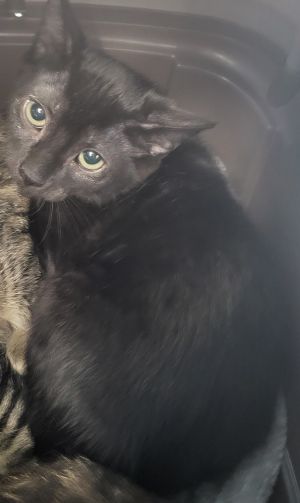 Pen 38 Domestic Short Hair Cat