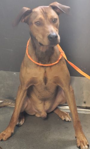 Pen 125 Reggie Labrador Retriever Dog