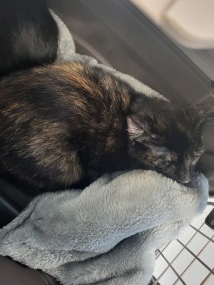 Pen 37 Domestic Short Hair Cat
