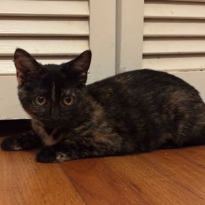 Piper is a little timid at first and does not like to be picked up yet but she loves to