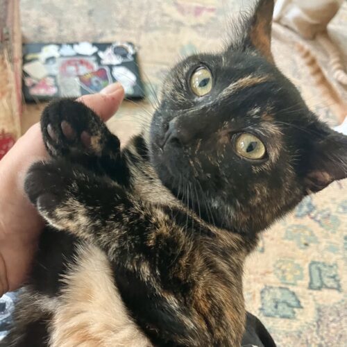 Piper