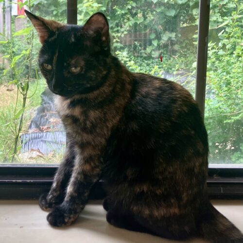 Piper