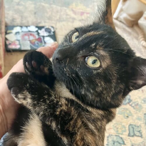 Piper