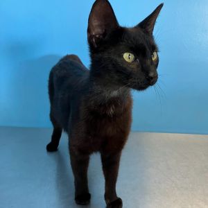 Saturn Domestic Short Hair Cat