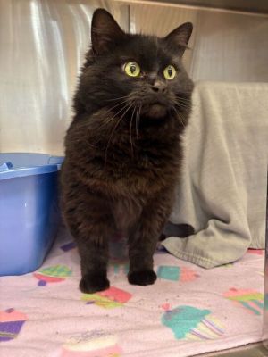 Lady Coraline, Senior Female unknown