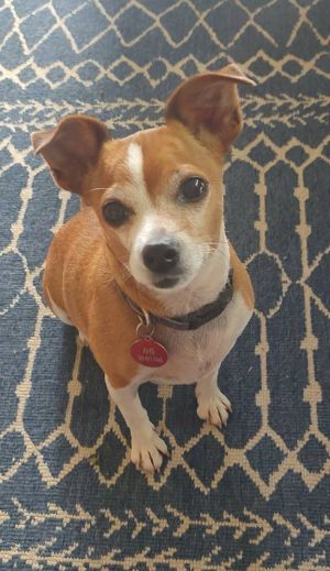 Coco, Senior Female unknown