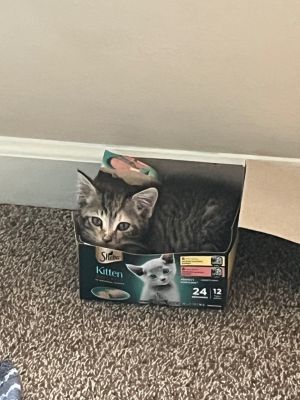 Ayla Domestic Short Hair Cat