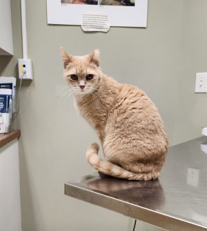 Penny, Senior Female unknown