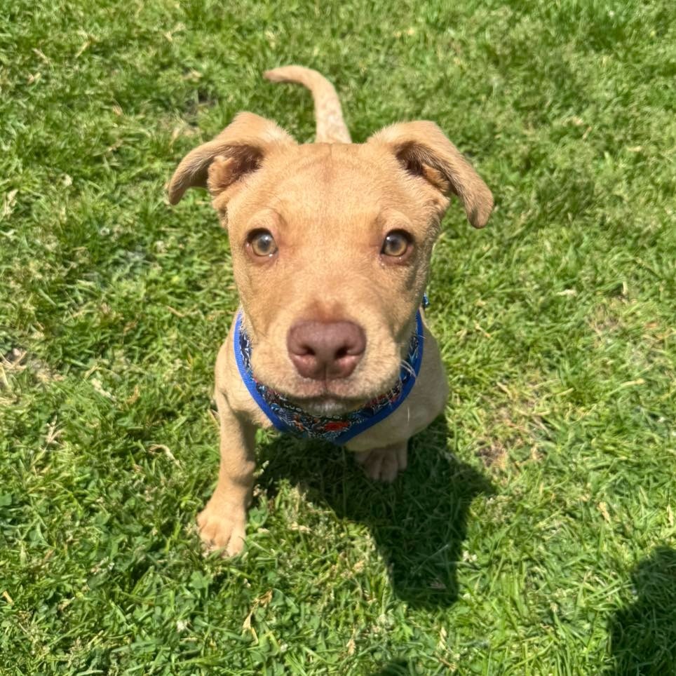 Nala