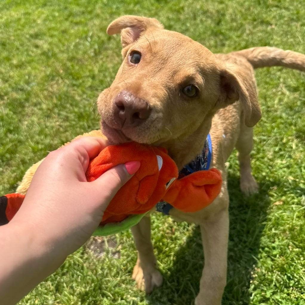 Nala