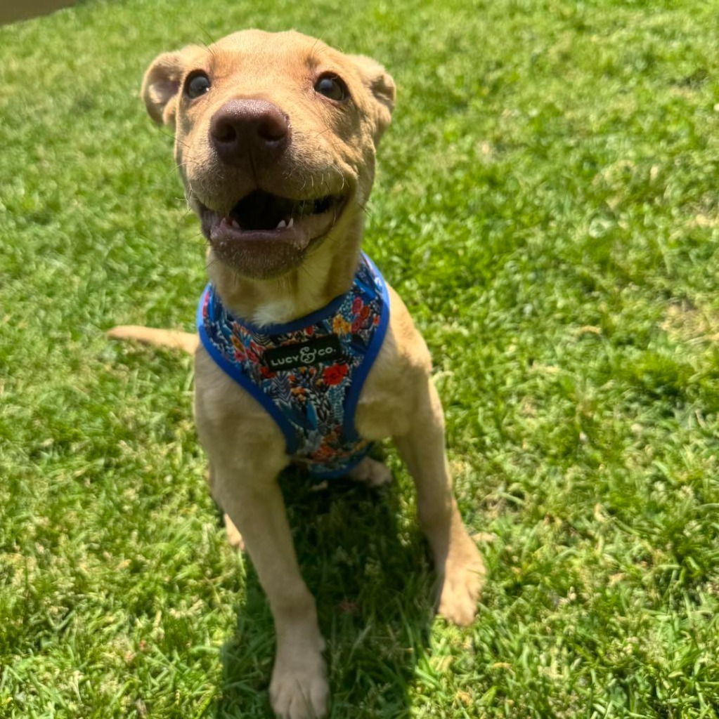 Nala
