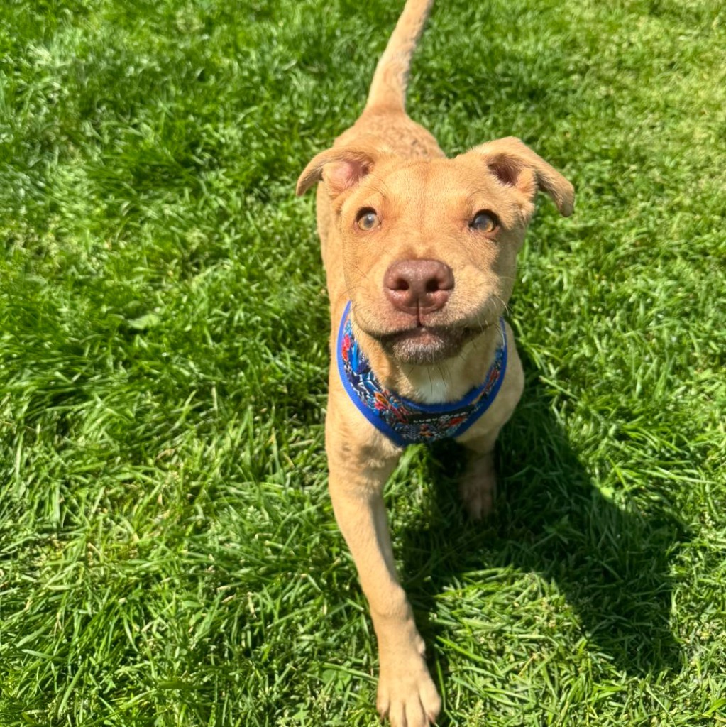 Nala