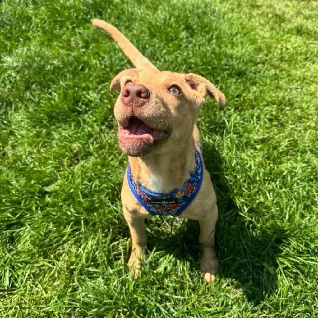 Nala