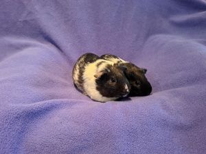 Brookie and Cookie, Young Female unknown