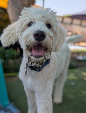 Mclaren #4680 Goldendoodle Dog