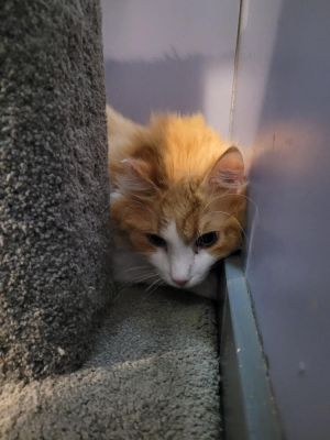 Goober, Senior Male unknown