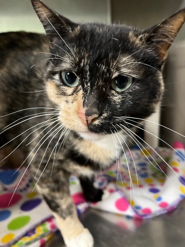 Scamper, an adoptable Domestic Short Hair in Virginia, MN, 55792 | Photo Image 1