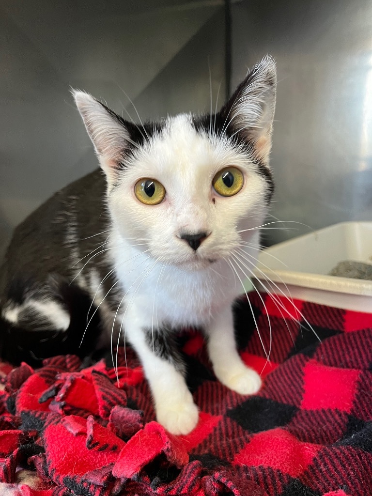 Minnie, an adoptable Domestic Short Hair in Virginia, MN, 55792 | Photo Image 1
