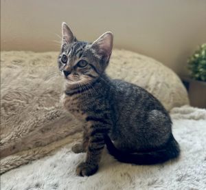 Raspberry, Baby Female unknown