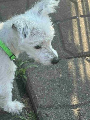 Paloma, Senior Female unknown