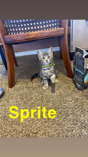 Sprite, Baby Female unknown