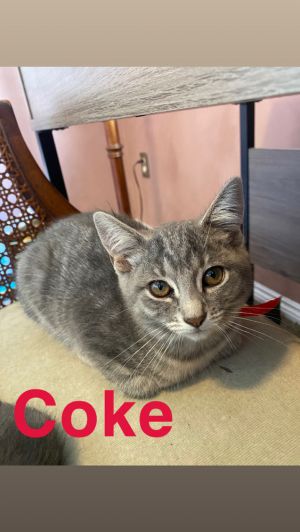 Coke, Baby Female unknown