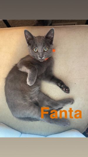 Fanta, Baby Female unknown