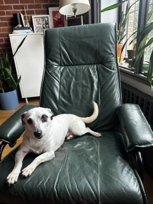 Maven is a 5-year-old 11 pound female chi-terrier-doxie mix from Alabama currently thriving with he