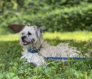 Mascot Terrier Dog