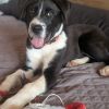 Alfie photo 2