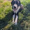 Alfie photo 5