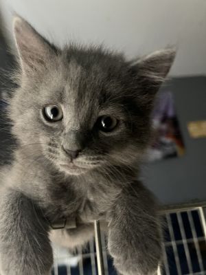 Bear (bonded with Monkey), Baby Male unknown